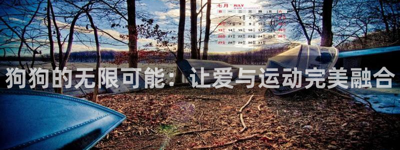fb体育平台注册要钱吗：狗狗的无限可能：让爱与运动完美融合